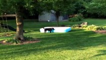 Ce chien transforme une piscine en vaisseau spatial! Trop drôle