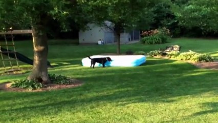 Ce chien transforme une piscine en vaisseau spatial! Trop drôle