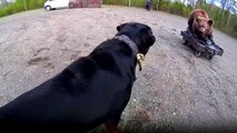 Rottweiler Yapay Ayıyı Gerçek Zannetti
