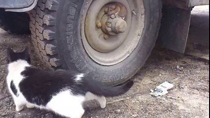 Real Life Tom And Jerry