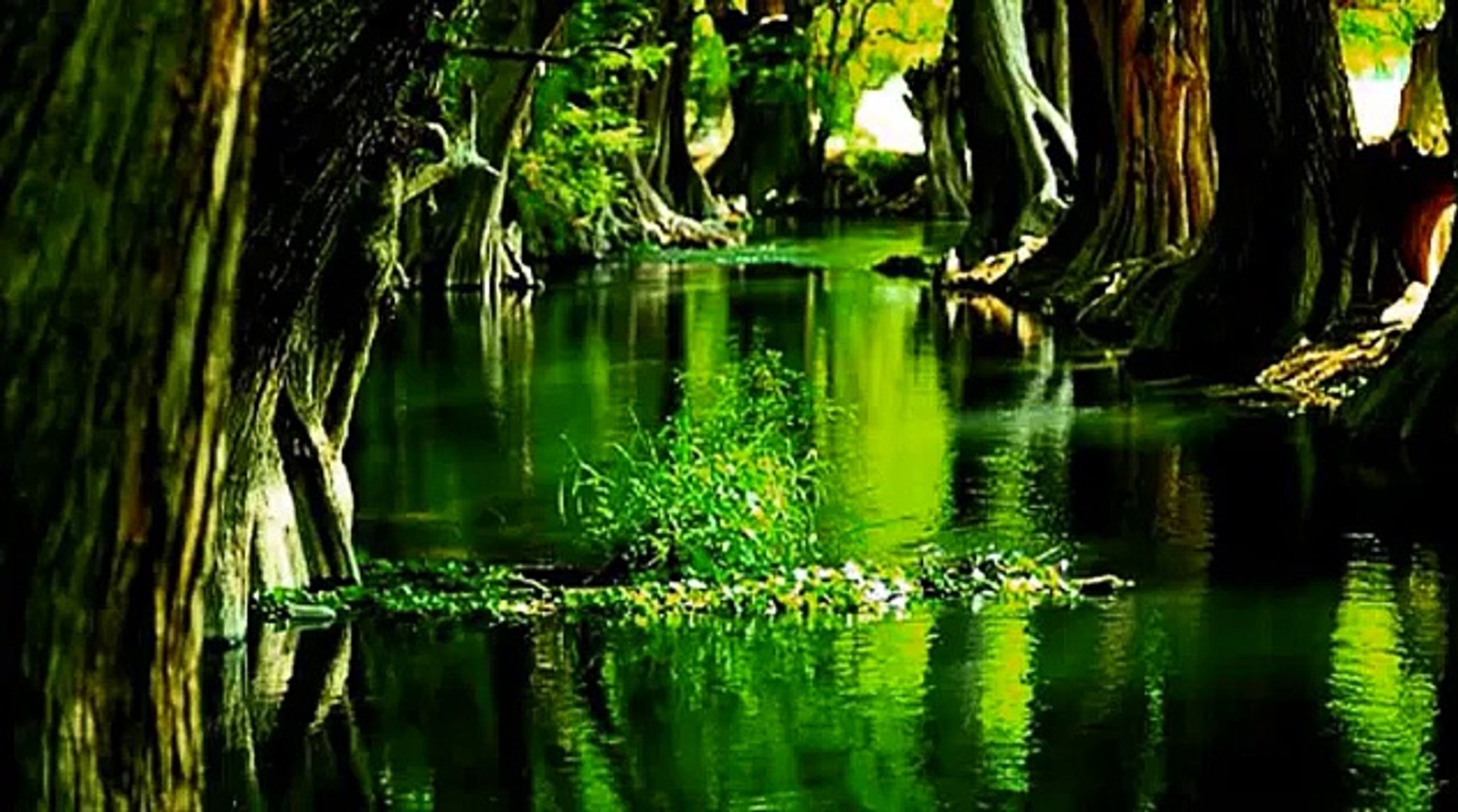 ⁣☽ Beautiful Night Sounds: Frogs, Birds, Cicadas, Owls