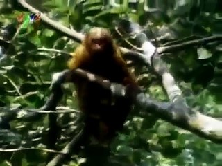 Giant snake in the amazon forest | Full Documentary 2015