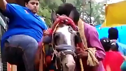 Fatty Boy Horse Riding Fail- LOL Funny