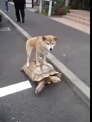 WHATSAPP FUNNY VIDEOS 2015 Dog Fun