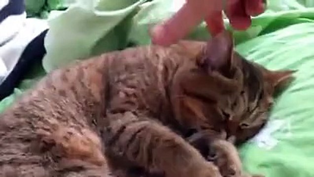 Забавная реакция сонного кота