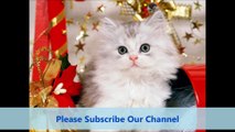 Cat Funny Video Funniest Ever _ Most Funny Cat Video 2015 _ Funny Cat Videos