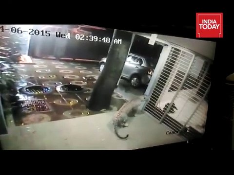 Brave Pet Dog Chases Away Leopard in Mumbai