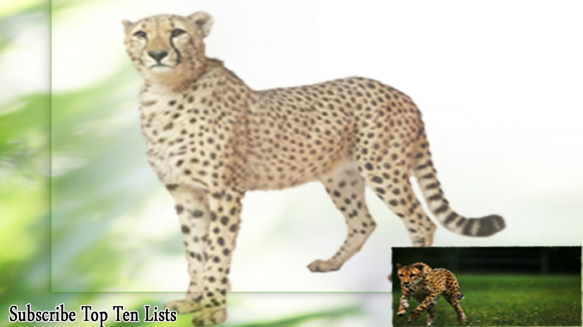 ⁣Top 10 Fastest Animals On Earth