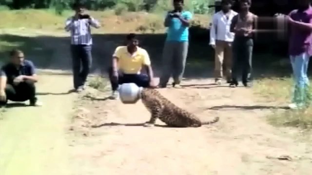Leopard Head Stuck in Steel Pot at Rajasthan India