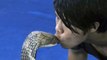 Man Tries To Kiss Cobra_L'homme essaie d'embrasser Cobra