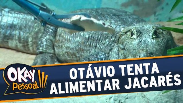 Otávio Mesquita alimenta os animais do Aquário de São Paulo