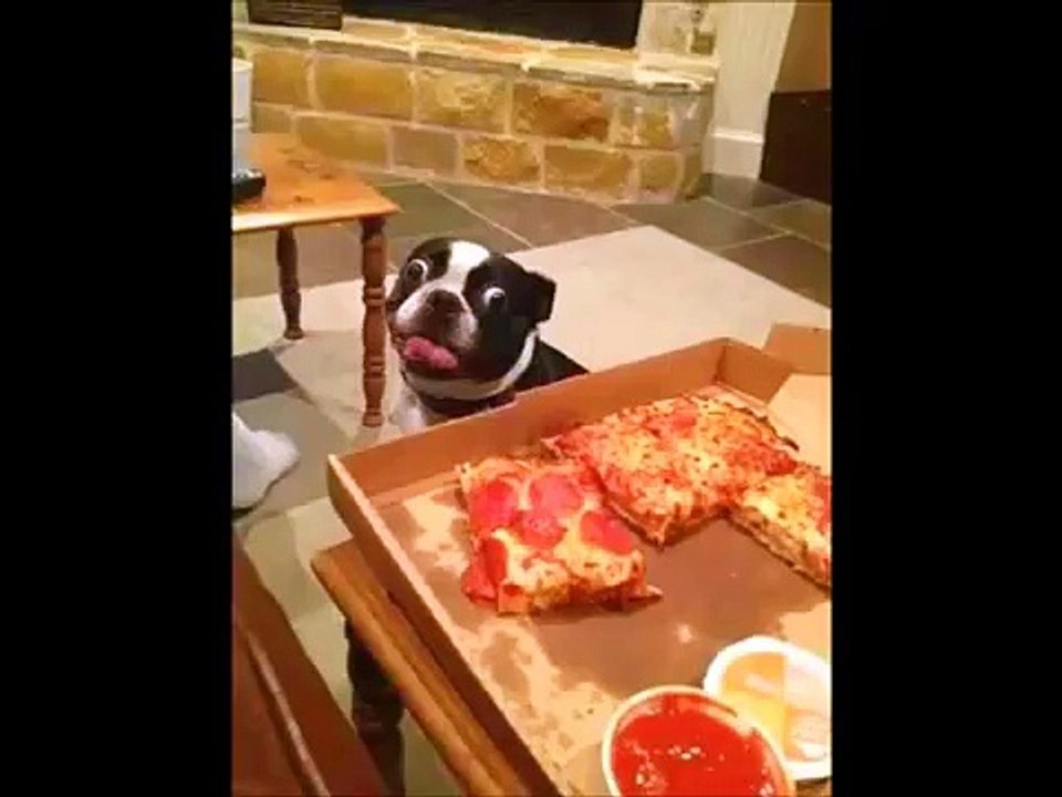 FUNNY VIDEO