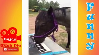Funny videos 2015 try not to laugh - Funny Animals Vines Videos