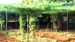 Aakakara or Spine gourd successful farming by Venkata Reddy Krishna District - Express TV