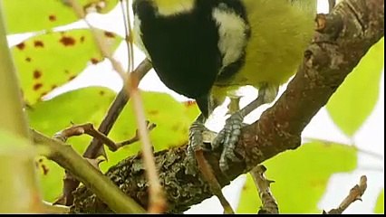 beautiful clips of amazing birds