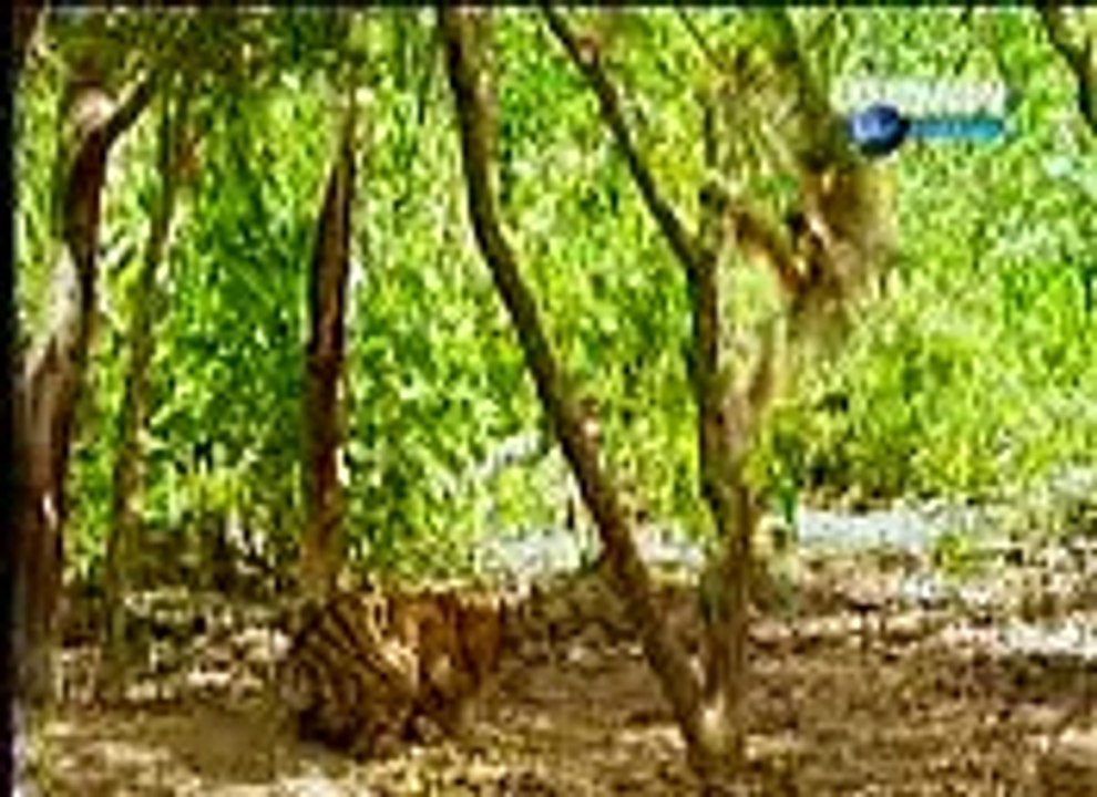 TIGER fight with MONKEY