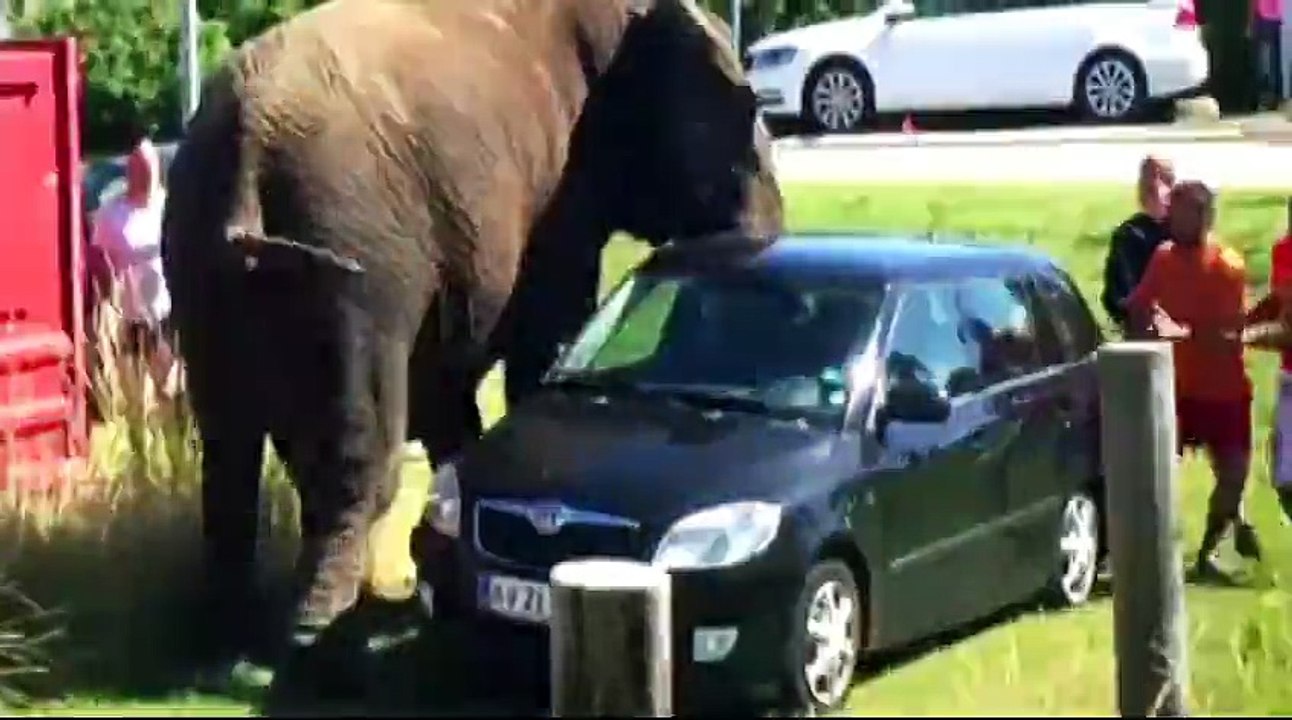 CRZZY ELEPHANT