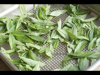 La Chronique Botanique-la verveine citronnelle-Maroc