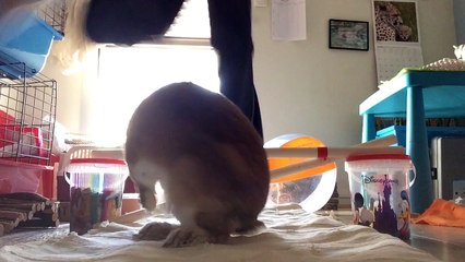 { Lapins } Kaninhop - 14/11/2015