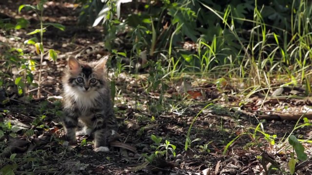 Dog Befriends Disabled Kitten