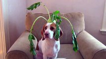100 Fruits & Vegetables on Dog's Head in 100 Seconds_ Cute Dog Maymo (uDJEyAVZM80)