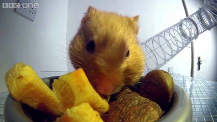 Inside a hamster's cheeks _ Pets - Wild at Heart_ Episode 1 Preview