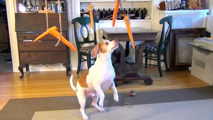Dog vs. Flying Carrots_ Funny Dog Maymo