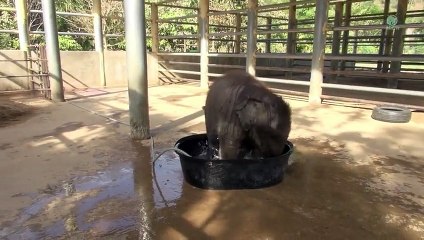 Cet éléphanteau s'est amusé un peu trop longtemps dans l'eau ... Comment sa maman décide d'y mettre fin