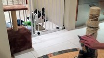 Pixel the French Bulldog is extremely jealous of family cat