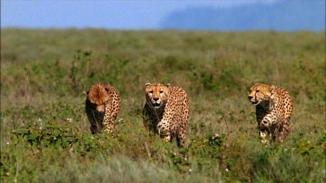 Самые опасные животные на планете Земля . Док. фильм.