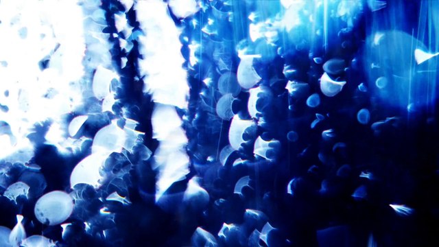 Kylie Minogue - Les Sex live - Kiss Me Once Tour BLURAY - Full HD