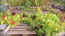 Berlin isst grün - Urban Gardening im Trend | Hin & weg