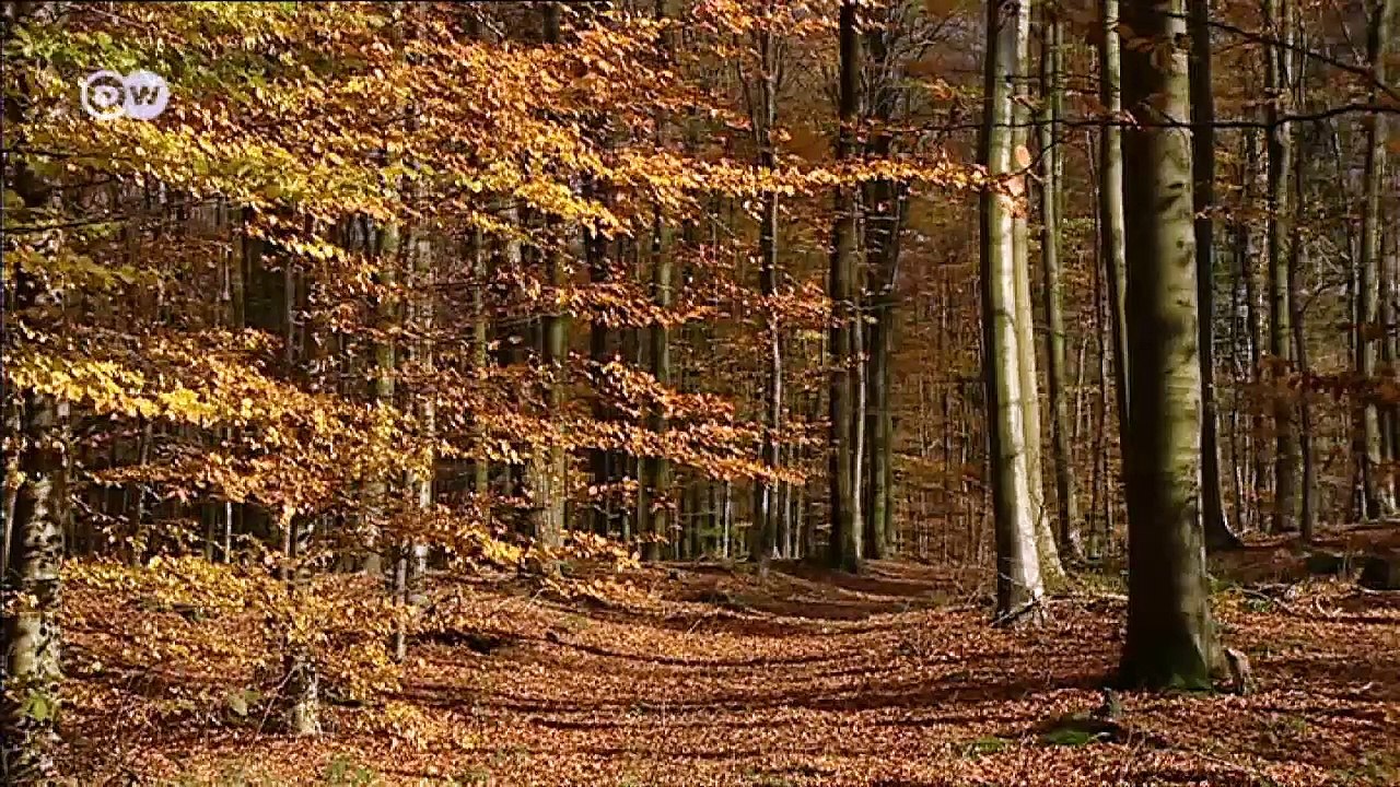 Die Eifel - herbstliches Mittelgebirge | Hin & weg