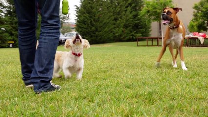 Why Dogs Are Better Than Kids