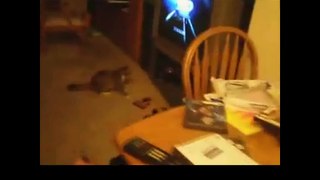 Funny Cats Video Funny Cat Videos Ever Funny Videos 2014 Funny Animals Funny Animal Videos