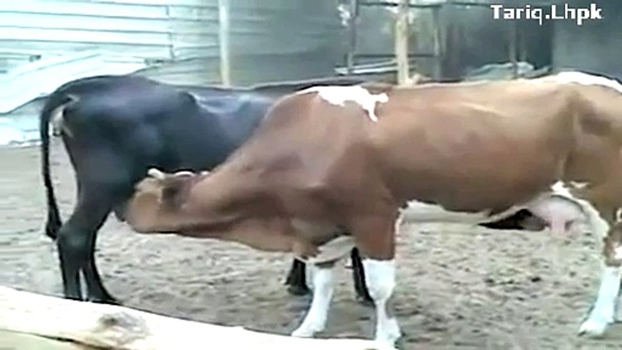 Hungry cow
