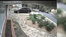 Caught On Camera: Man Steals Peacock During Mating | Raw Video