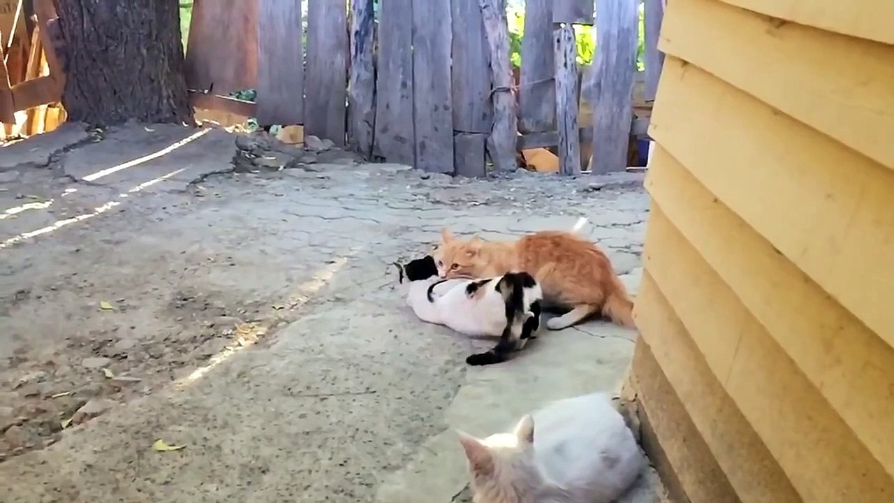 Cat mating. Felina furious at the end