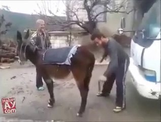 very funny donkey video