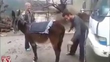 very funny donkey video