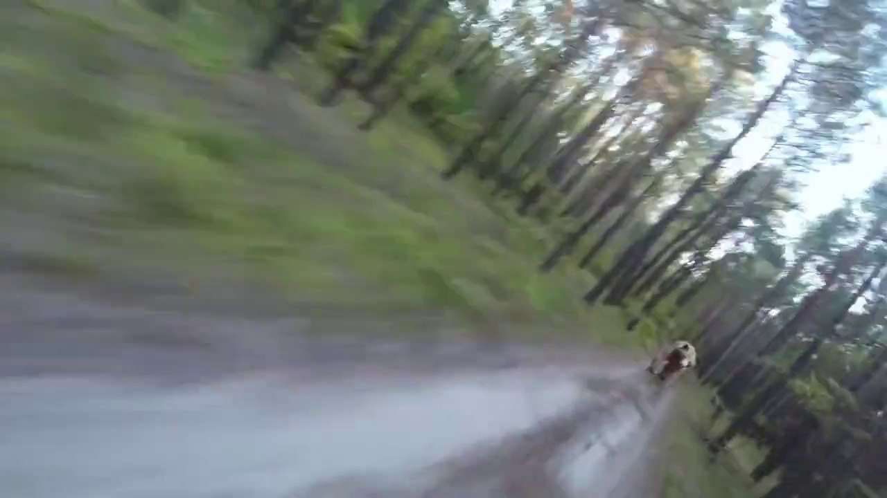 USA:un cycliste se fait courser par un grizzli dans un parc forestier