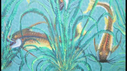 Beauté Congo 1° partie un documentaire de Valerio Truffa