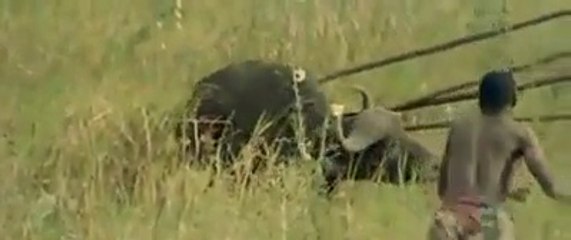 African tribes kill animals for a living