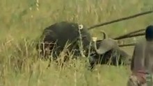 African tribes kill animals for a living