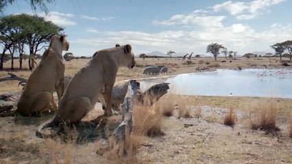 Ne luttez pas contre votre instinct - Mangez light