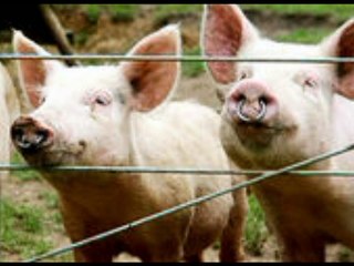 Avis à tout ces terroristes islamiques en France nous nous aimons et adorons le cochon prenez en de la graine!