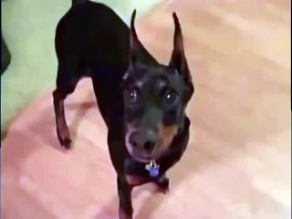 Собака собирается на дачу