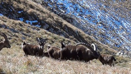 bouquetins filmés le 02 11 15 dans le Vercors