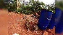 Cheeky Monkey Takes a Banana from Tourists Then Bashes Tourists Camera