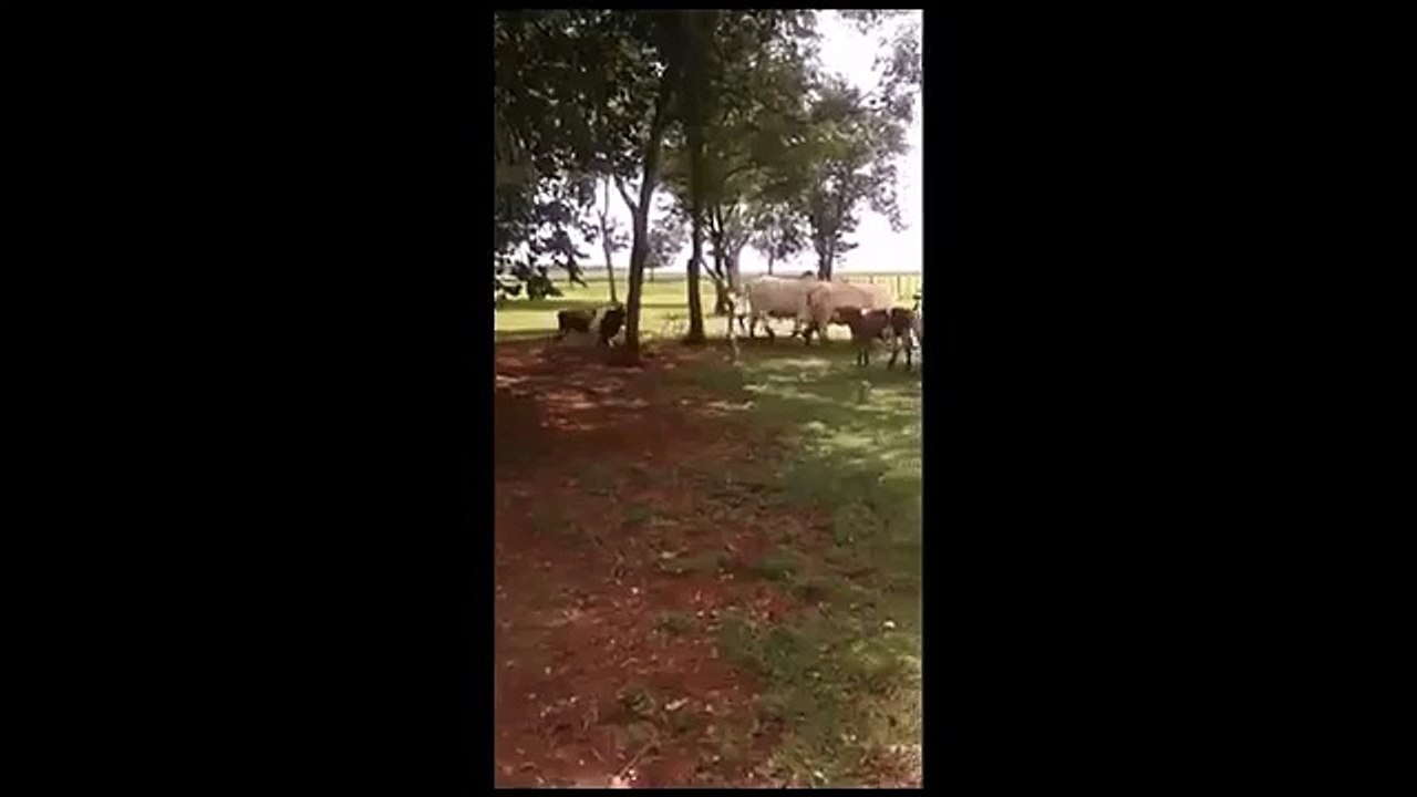 Дуэль коровы и барана